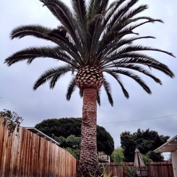 Beaver Tree SB - Beaver Arborist - The finished Canary Island Date Palm. - Tree Services Near Me - Santa Barbara, California
