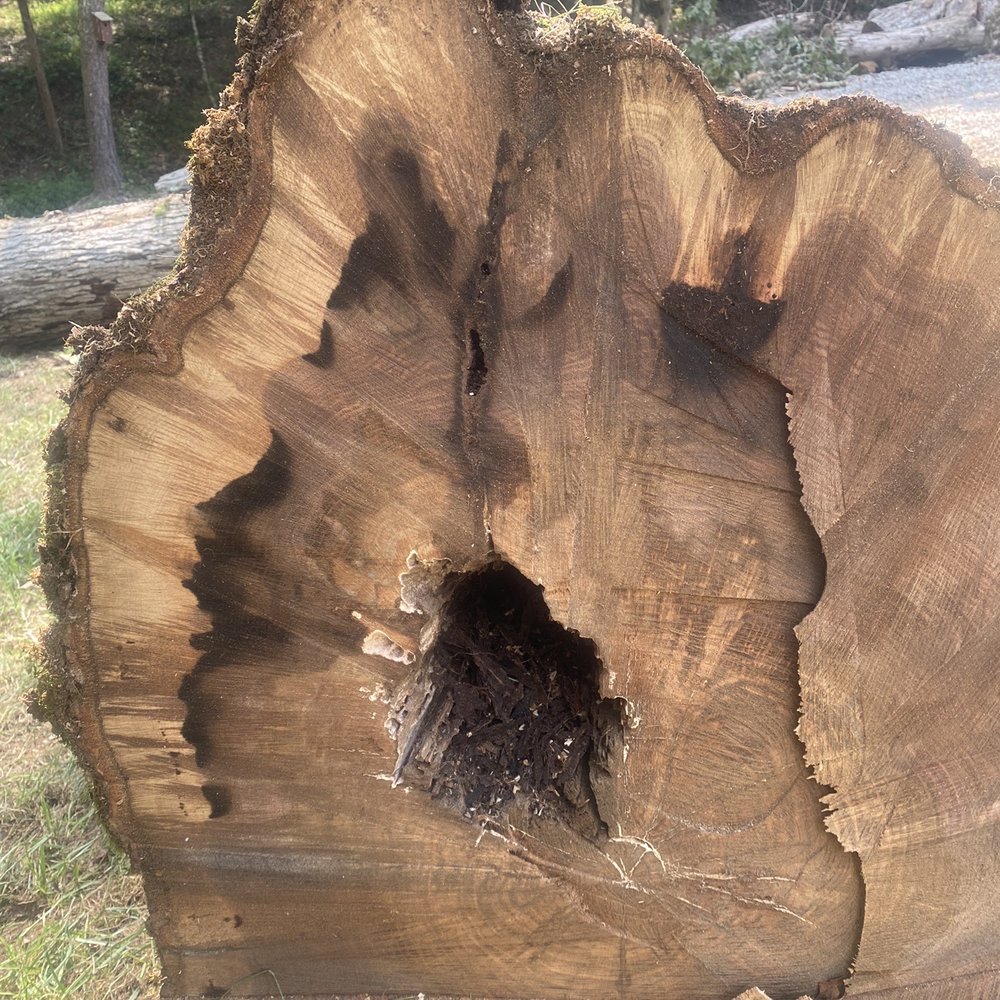 TN Tree Preservation - Tree Services Near Me