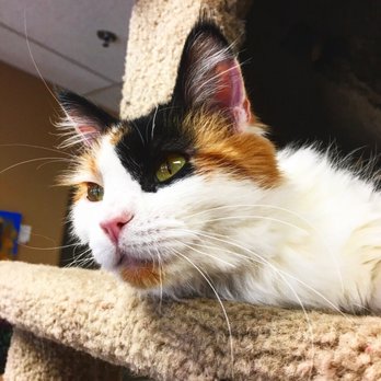 Kitty Brew Cat Cafe - Pet Adoption Near Me - Mason, Ohio