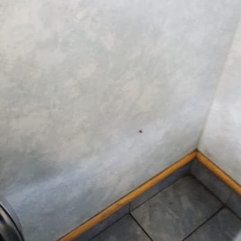 Pho 7 Vietnamese Restaurant - Health Hazard!! Roach infestation! - Vietnamese Near Me - Modesto, California Pho 7 Vietnamese Restaurant - Health Hazard!! Roach infestation! - Vietnamese Near Me - Modesto, California