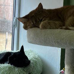 Whiskers Cat Cafe