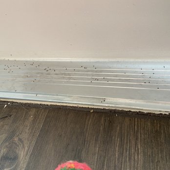 Villas at Bulverde - little bugs started from the window seals then slowly worked there way around the home. Similar to gnats but don't fly. More of a nuisance - Apartments Near Me - Spring Branch, Texas