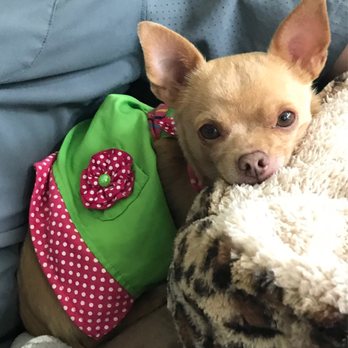 Pet Cancer Group - Veterinarians Near Me - Miami, Florida Pet Cancer Group - Veterinarians Near Me - Miami, Florida