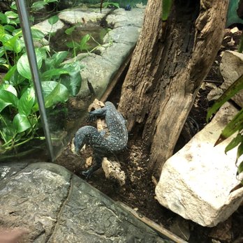 Cameron Park Zoo - Zoos Near Me - Waco, Texas Cameron Park Zoo - Zoos Near Me - Waco, Texas