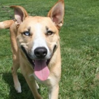 4 Paws DogWorks - Pet Training Near Me - Richland, Washington 4 Paws DogWorks - Pet Training Near Me - Richland, Washington