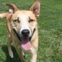 Photo of 4 Paws DogWorks