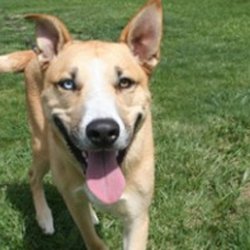 4 Paws DogWorks