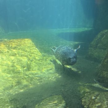 New York Aquarium - Zoos Near Me - Brooklyn, New York New York Aquarium - Zoos Near Me - Brooklyn, New York
