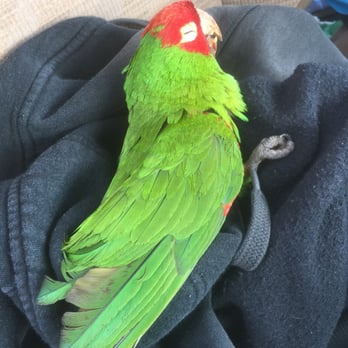 Project Wildlife - Looks dead right??  He's a big faker! - Animal Shelters Near Me - San Diego, California