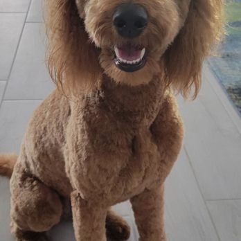Barking Dogs Mobile Grooming - Maple from her last grooming with Barking Dogs. - Pet Groomers Near Me