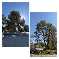 Henriquez Tree Service