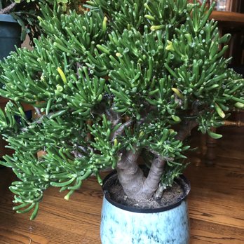 Bonsai West - Nurseries & Gardening Near Me - Littleton, Massachusetts