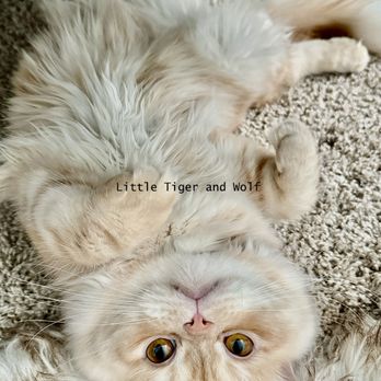 ASAP Vet: Veterinary Urgent Care - Emergency Pet Hospital Near Me - Austin, Texas ASAP Vet: Veterinary Urgent Care - Emergency Pet Hospital Near Me - Austin, Texas