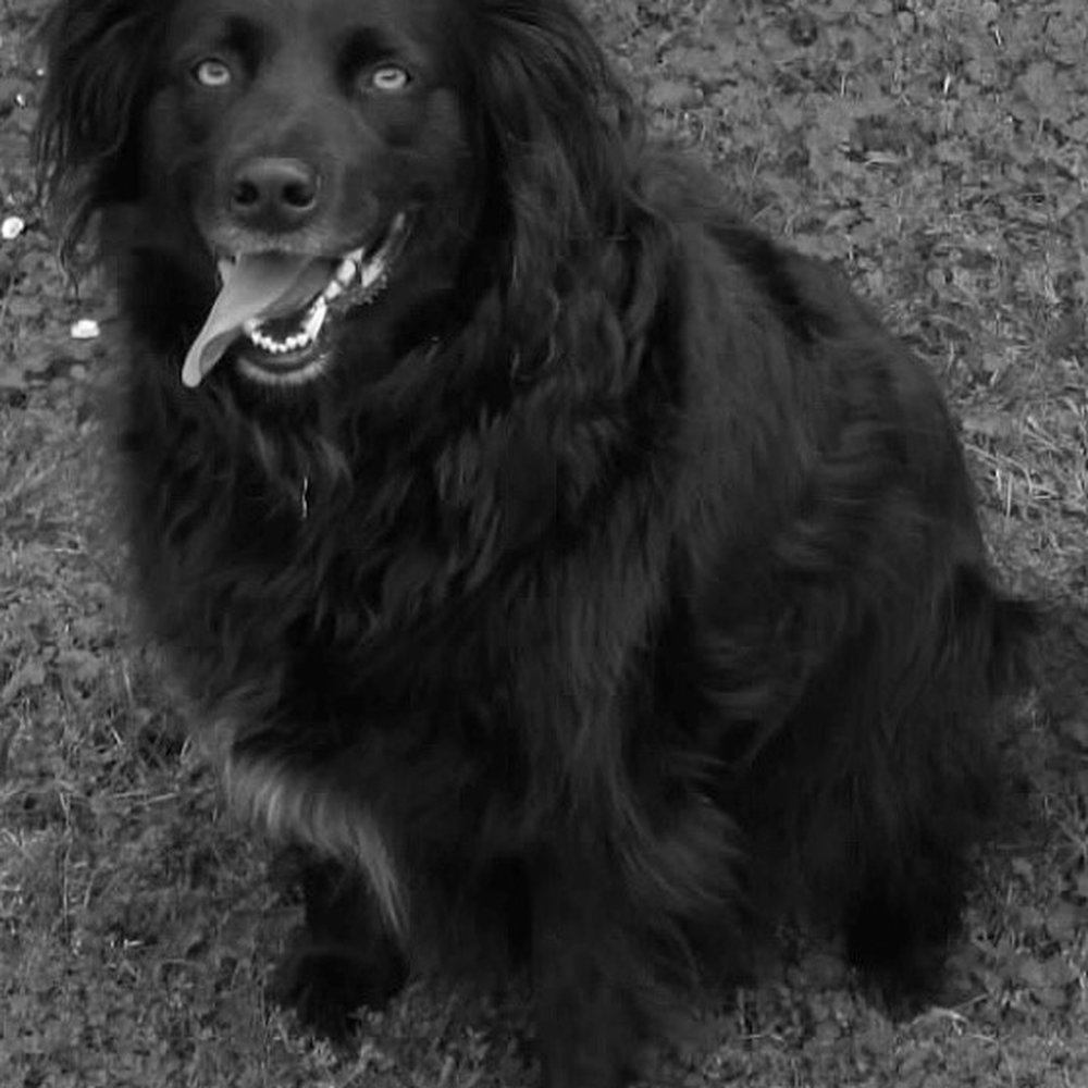 Del Mar Pet Hospital - Handsome, fluffy, perhaps a wee bit chubby doggo - Veterinarians Near Me - Aptos, California