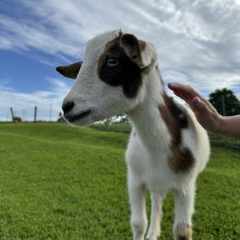 Honomu Goat Dairy - Attraction Farms Near Me - Honomu, Hawaii Honomu Goat Dairy - Attraction Farms Near Me - Honomu, Hawaii