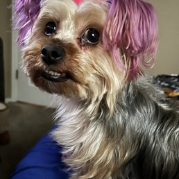 Amazing Grooming Services