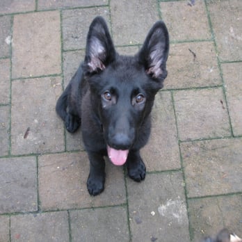 Harrison K-9 - The Sweet Johann, 2013 - Security Services Near Me Harrison K-9 - The Sweet Johann, 2013 - Security Services Near Me