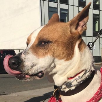 Brooklyn Bark - Dog Walkers Near Me