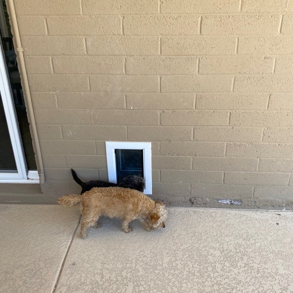 JGM Pet Doors - Dogs checking out the newly installed door - Pet Services Near Me - Surprise, Arizona JGM Pet Doors - Dogs checking out the newly installed door - Pet Services Near Me - Surprise, Arizona