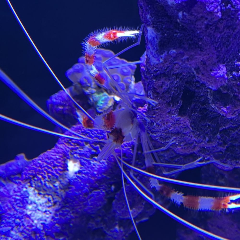 Neptune Aquatics - Aquarium Services Near Me - San Jose, California Neptune Aquatics - Aquarium Services Near Me - San Jose, California