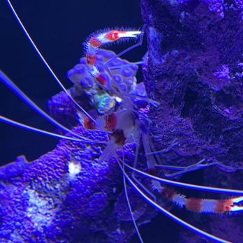 Neptune Aquatics - Aquarium Services Near Me - San Jose, California Neptune Aquatics - Aquarium Services Near Me - San Jose, California