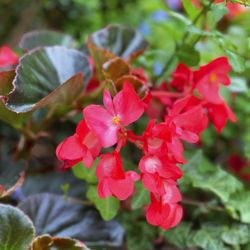 Grapevine Botanical Gardens - Flowers