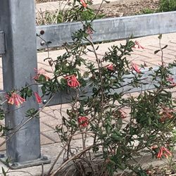Hillsboro Safety Rest Area - Butterfly plant