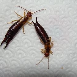 Contech Pest Control - Seen any Earwigs/Pincher bugs around your home or business? Dont have your property infested! call us now, we'll help!