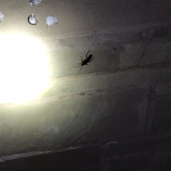 McDonald's - Big roaches here ordered food then seen this and threw my food away. - Fast Food Near Me - Brookshire, Texas McDonald's - Big roaches here ordered food then seen this and threw my food away. - Fast Food Near Me - Brookshire, Texas