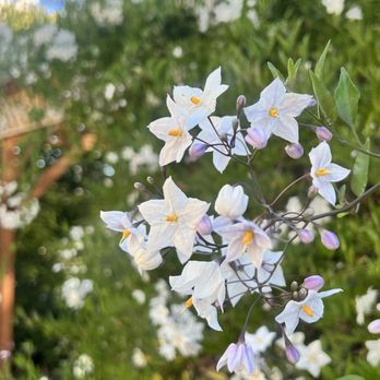 The Buttery - Their outdoor seating area is so peaceful and lush with seasonal flowers - Bakeries Near Me - Santa Cruz, California The Buttery - Their outdoor seating area is so peaceful and lush with seasonal flowers - Bakeries Near Me - Santa Cruz, California