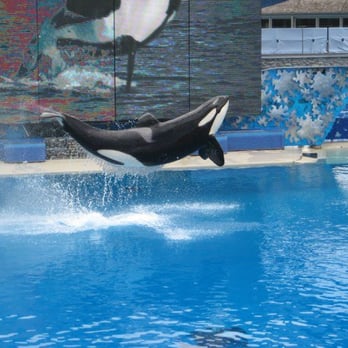 Shamu Show: Believe - Arts & Entertainment Near Me - San Diego, California Shamu Show: Believe - Arts & Entertainment Near Me - San Diego, California