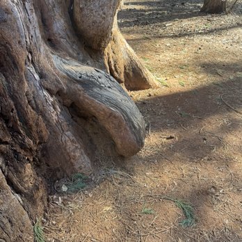 Calaveras Big Trees State Park - Parks Near Me - Arnold, California