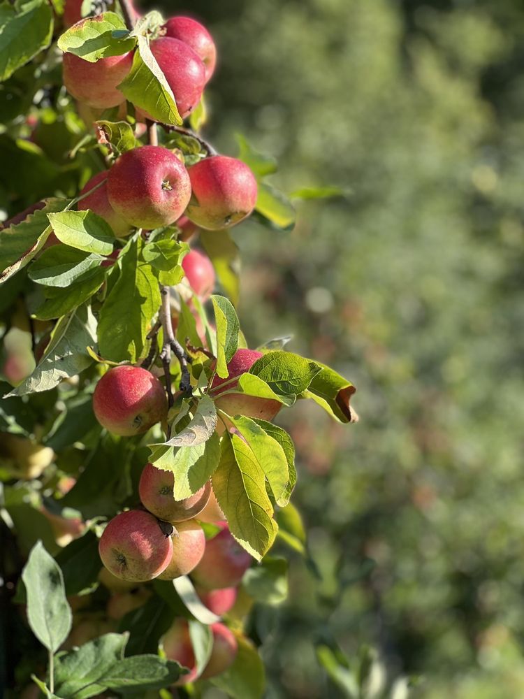 RIAMEDE FARM 324 Photos & 140 Reviews 122 Oakdale Rd, Chester, New