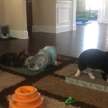 Hendricks Vet Hospital - Toys all over for playing alone and with us. - Veterinarians Near Me - Anderson, South Carolina Hendricks Vet Hospital - Toys all over for playing alone and with us. - Veterinarians Near Me - Anderson, South Carolina