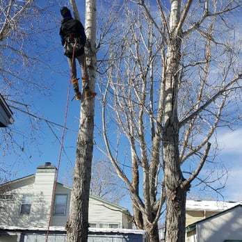 Frontline Tree Services and Landscaping - Two cottonwood removal - Tree Services Near Me