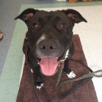Back to Basics K9 - Pet Training Near Me Back to Basics K9 - Pet Training Near Me