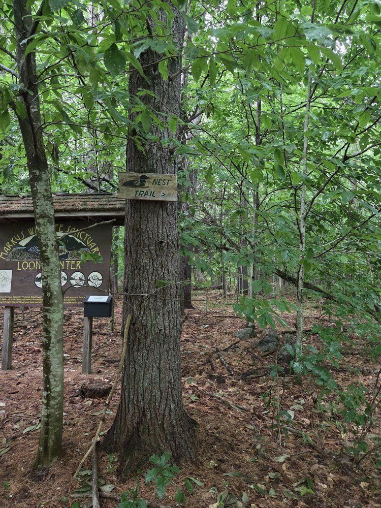 The Loon Center & Markus Wildlife Sanctuary Logo