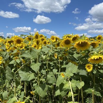 Lannon Sunflower Farm - Pick Your Own Farms Near Me - Lannon, Wisconsin Lannon Sunflower Farm - Pick Your Own Farms Near Me - Lannon, Wisconsin