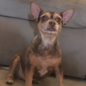 Classy Clips Pet Grooming - My baby looks like a new man! - Pet Groomers Near Me Classy Clips Pet Grooming - My baby looks like a new man! - Pet Groomers Near Me