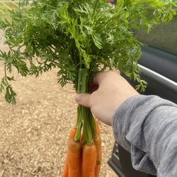 Native Hill Farm - Fresh carrots.