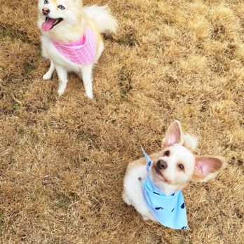Suburban Mutt - Clementine & Frankie - Pet Groomers Near Me - Katy, Texas