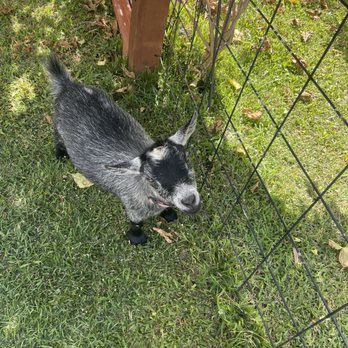 808 Goat Yoga - Isn't he just the cutest? - Yoga Near Me - Kilauea, Hawaii