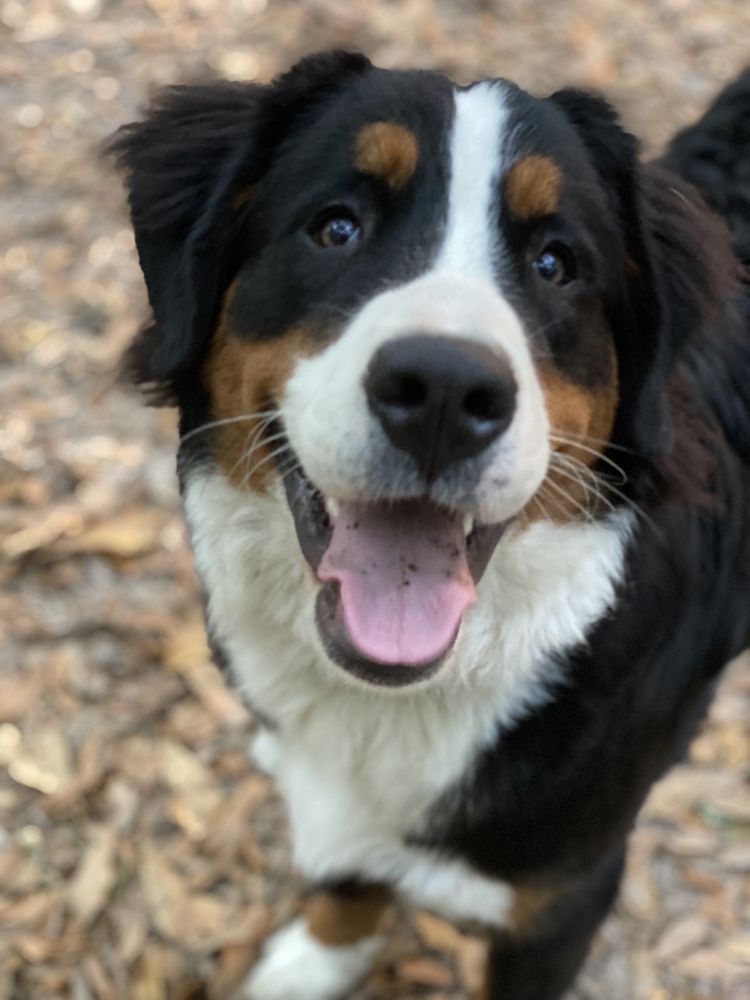 WALK THE TAIL Updated April 2024 111 Photos 355 St Angelo Rd