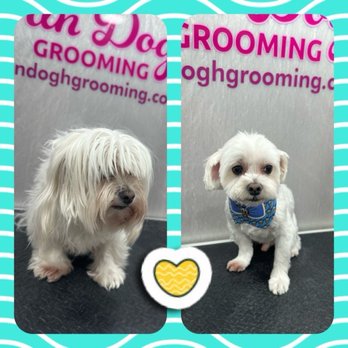 Van Dogh Grooming - Pet Groomers Near Me Van Dogh Grooming - Pet Groomers Near Me