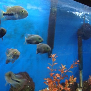 The Reef Aquarium Shop - Photo by Jennifer Litz. - Aquarium Services Near Me - Indianapolis, Indiana