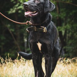 Tactical K9 Approach - Black Lab for sale