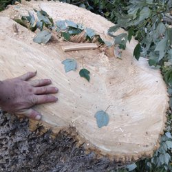 Two Brothers Tree Service and Landscaping