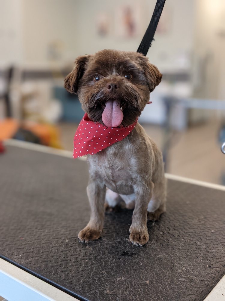 SUDS PET BATHHOUSE AND SPA 65 Photos & 42 Reviews Pet Groomers