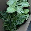 Burke Nursery & Garden Centre gift card