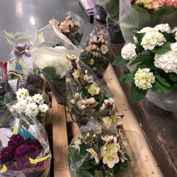 Hofland John G - Plants - Florists Near Me - Mississauga, Ontario Hofland John G - Plants - Florists Near Me - Mississauga, Ontario